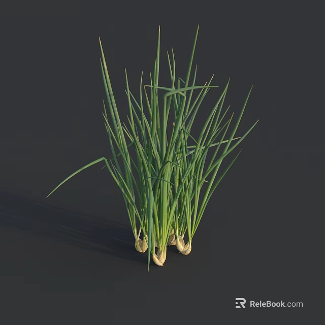 Scallions with Fresh Green Leaves and White Roots on Dark Background 3d model 