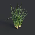Scallions with Fresh Green Leaves and White Roots on Dark Background