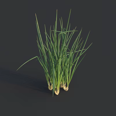 Scallions with Fresh Green Leaves and White Roots on Dark Background 3d model