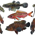 Various Aquatic Animals Including Goby Tuna Grouper And Other Fish Species