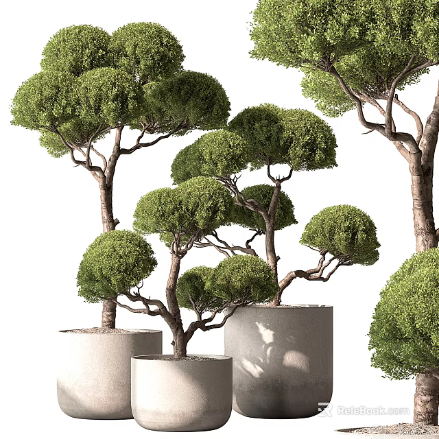Bonsai Potted Plants With Artistic Pruned Foliage Unique Tree Shapes And Stylish Ceramic Pots 3d model 