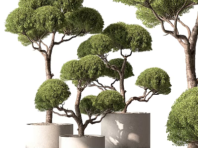 bonsai green plant 3d model