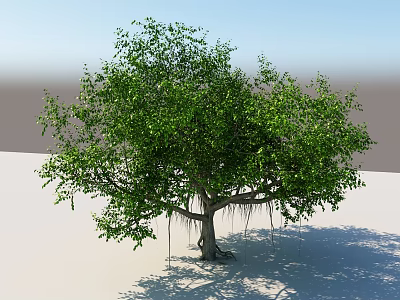 Lush Green Tree With Thick Trunk Aerial Roots And Dense Foliage 3d model