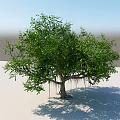 Lush Green Tree With Thick Trunk Aerial Roots And Dense Foliage