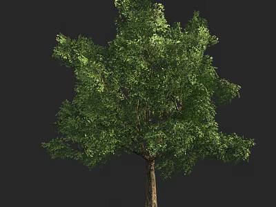 Lush Green Leafy Tree With Strong Trunk And Dense Foliage Structure 3d model