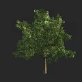 Lush Green Leafy Tree With Strong Trunk And Dense Foliage Structure 3d model