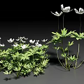 Lush Green Vine Growing With White Flowers And Fresh Green Leaves
