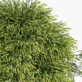 Modern Shrub Trees 3d model
