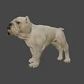 White English Bulldog Standing In Realistic 3D Render With Dark Background