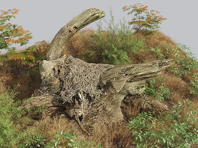 Natural Wood Tree Stump With Stone Features And Green Vegetation Around 3d model