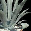 Decorative Agave Plant in Terracotta Pot with White Pebbles for Garden Decor