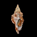 Brown And White Spiral Shell Decorative Ornament Set With Natural Texture For Home Decor
