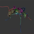 Detailed 3D Model of Ant With Black Body and Red Legs on Dark Background