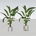 Decorative Large Leafy Indoor Potted Plants In White Pots On Floor And Wooden Stand