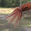 Brown Aquatic Squid With Blue Eyes And Long Tentacles Floating In Natural Habitat