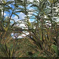 Shrubs With Lush Ferns And Purple Flowers In Sunlit Blue Sky Garden Scene