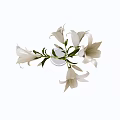 Transparent Glass Vase With White Lilies Green Stems And Fresh Leaves