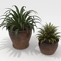 Two Decorative Indoor Potted Plants with Large and Small Leaves in Brown Clay Pots