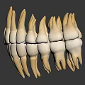 Detailed 3D Model of Human Teeth Showing Dental Structure and Tooth Anatomy Features