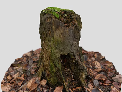 Old Tree Stump Covered With Green Moss Surrounded By Fallen Leaves 3d model
