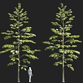 Two Tall Green Trees With Leafy Branches And Human Silhouette