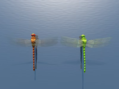 Vibrant Red Green Dragonflies With Striped Bodies And Transparent Wings Over Blue Water Surface 3d model