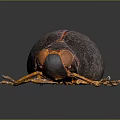 Dark Brown Spherical Beetle With Orange Legs And Shiny Textured Body