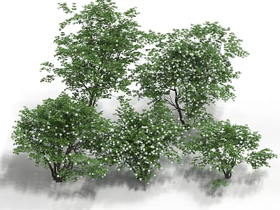 Cotton Tree Viburnum Tree Shrub Tree Landscape Tree Street Tree 3d model
