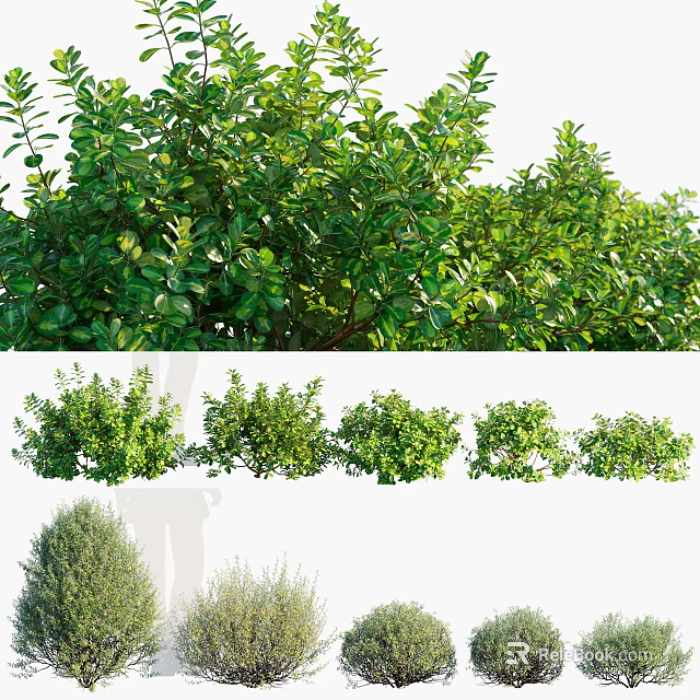 Different Types of Lush Green Shrubs with Dense Foliage and Varied Shapes 3d model 