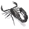 Realistic Black Scorpion Reptile With Shiny Exoskeleton Claws And Tail