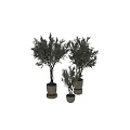 Bonsai Potted Plants with Twisted Trunks and Green Foliage in Stone Pots