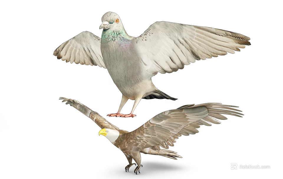 Flying Animals Pigeon and Eagle with Spread Wings on White Background 3d model 