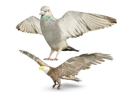 Modern pigeon animal pigeon hawk 3d model