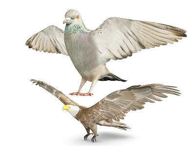 Modern pigeon animal pigeon hawk model