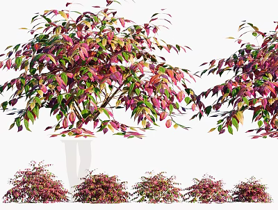 Colorful Foliage Plants With Red Green Leaves And Bushy Growth For Garden Landscaping 3d model