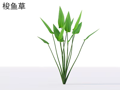 Pickerel Weed With Vibrant Green Leaves And Slender Stems In Fresh Growth 3d model
