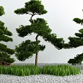 Serene Courtyard Garden With Shaped Pine Trees Green Grass And Gravel Ground