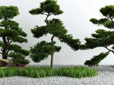 Serene Courtyard Garden With Shaped Pine Trees Green Grass And Gravel Ground 3d model