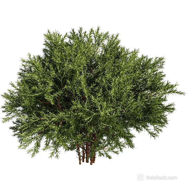 Lush Evergreen Arbor With Full Vibrant Green Foliage And Multiple Healthy Trunks 3d model 