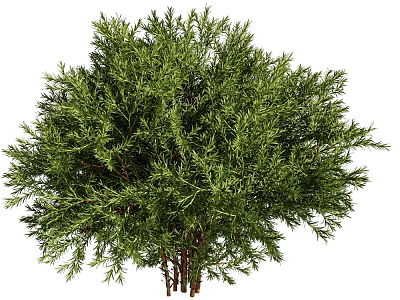 Lush Evergreen Arbor With Full Vibrant Green Foliage And Multiple Healthy Trunks 3d model