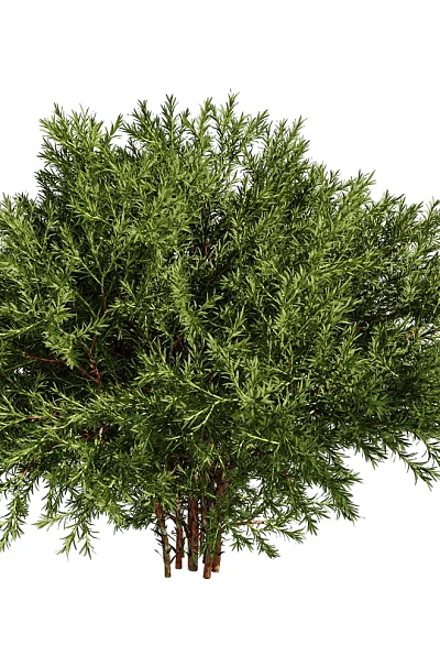 Lush Evergreen Arbor With Full Vibrant Green Foliage And Multiple Healthy Trunks 3d model Lush Evergreen Arbor With Full Vibrant Green Foliage And Multiple Healthy Trunks 3d model