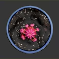 Pink Cactus with Colorful Clusters in Blue Pot with Brown Base and Soil