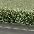 Neatly Trimmed Green Hedges Along Stone Pathway With Lush Grass in Garden Landscaping