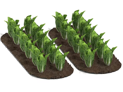 Vibrant Green Leafy Crops Planted in Neat Rows Across Soil Beds 3d model