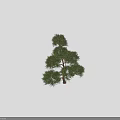 Evergreen Pine Tree with Lush Layered Foliage and Human Silhouette for Scale Reference 3d model