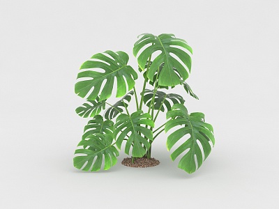 Bamboo turtle-backed spring feather green plant camping plant turtle-backed potted plant 3d model