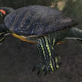 Red Eared Slider Turtle In Natural Outdoor Setting 3d model