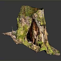 Lush Green Moss Growing on Wooden Tree Stump in Natural Plant Habitat