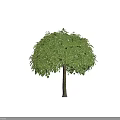 Lush Green Arbor With Round Canopy And Dense Foliage For Garden Landscaping