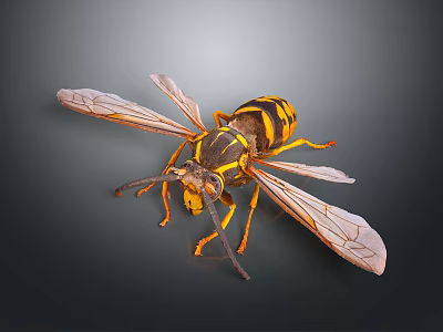 Detailed View Of Wasp With Spread Wings And Yellow Black Stripes On Dark Background 3d model